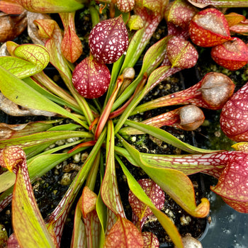 SARRACENIA PSITTACINA - THE PARROT PITCHER – Hewitt-Cooper Carnivorous ...