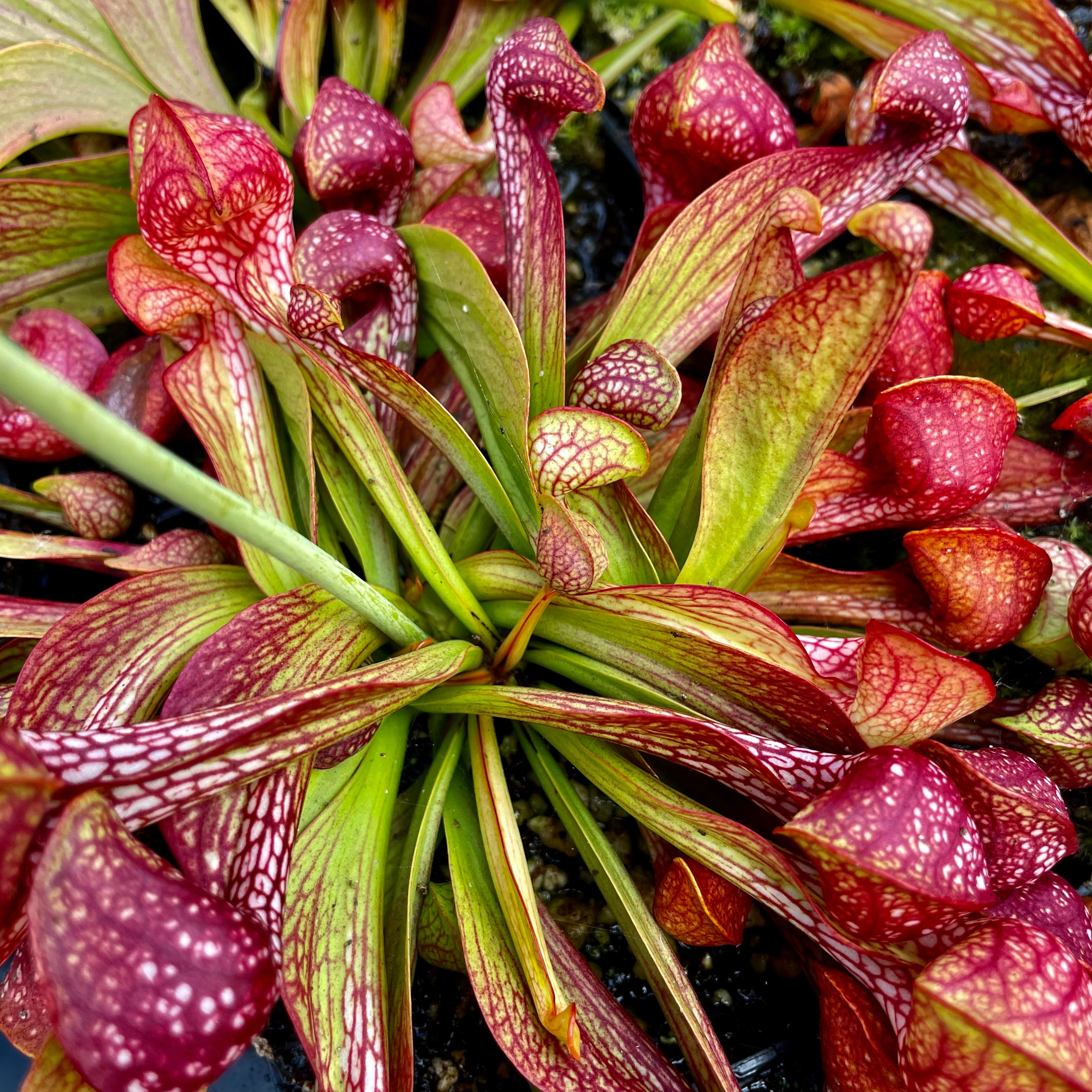 Sarracenia psittacina var. psittacina - Nr. Sumatra, Liberty Co., Florida