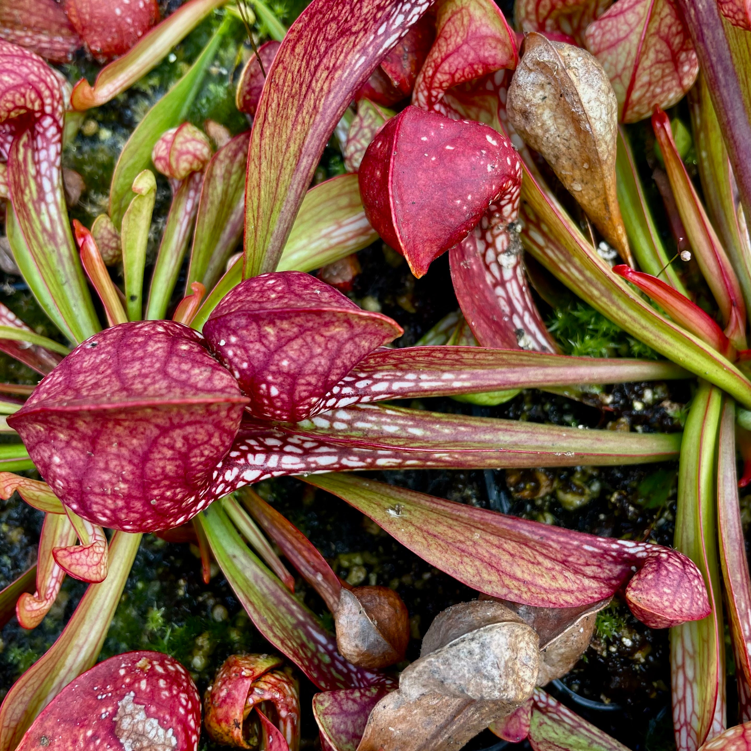 Sarracenia psittacina var. psittacina - Nr. Seminole, Baldwin Co., Alabama