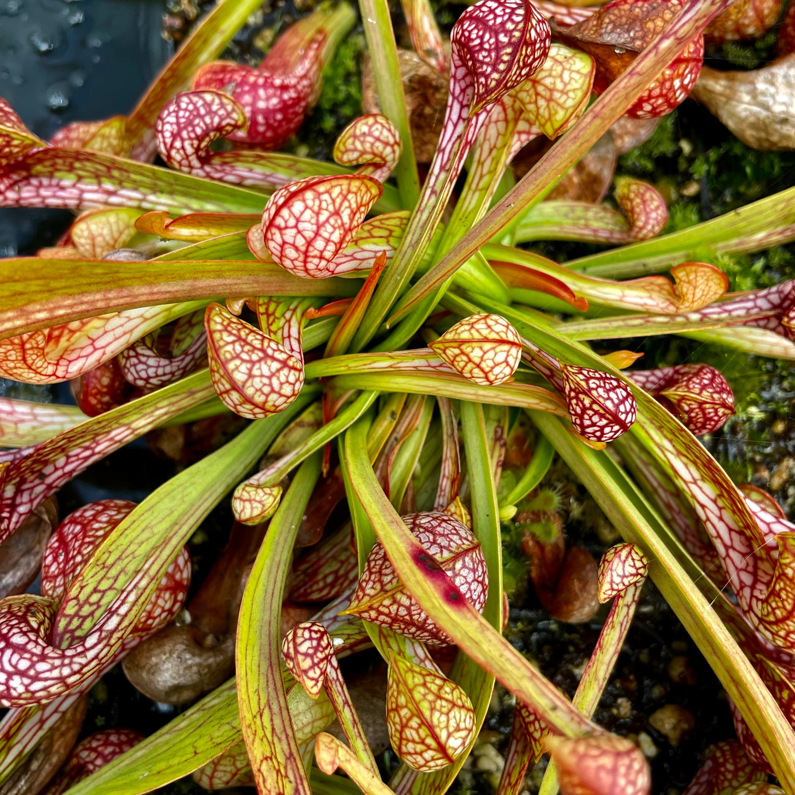 Sarracenia psittacina var. psittacina - Sandy Creek Road, Bay Co., Florida