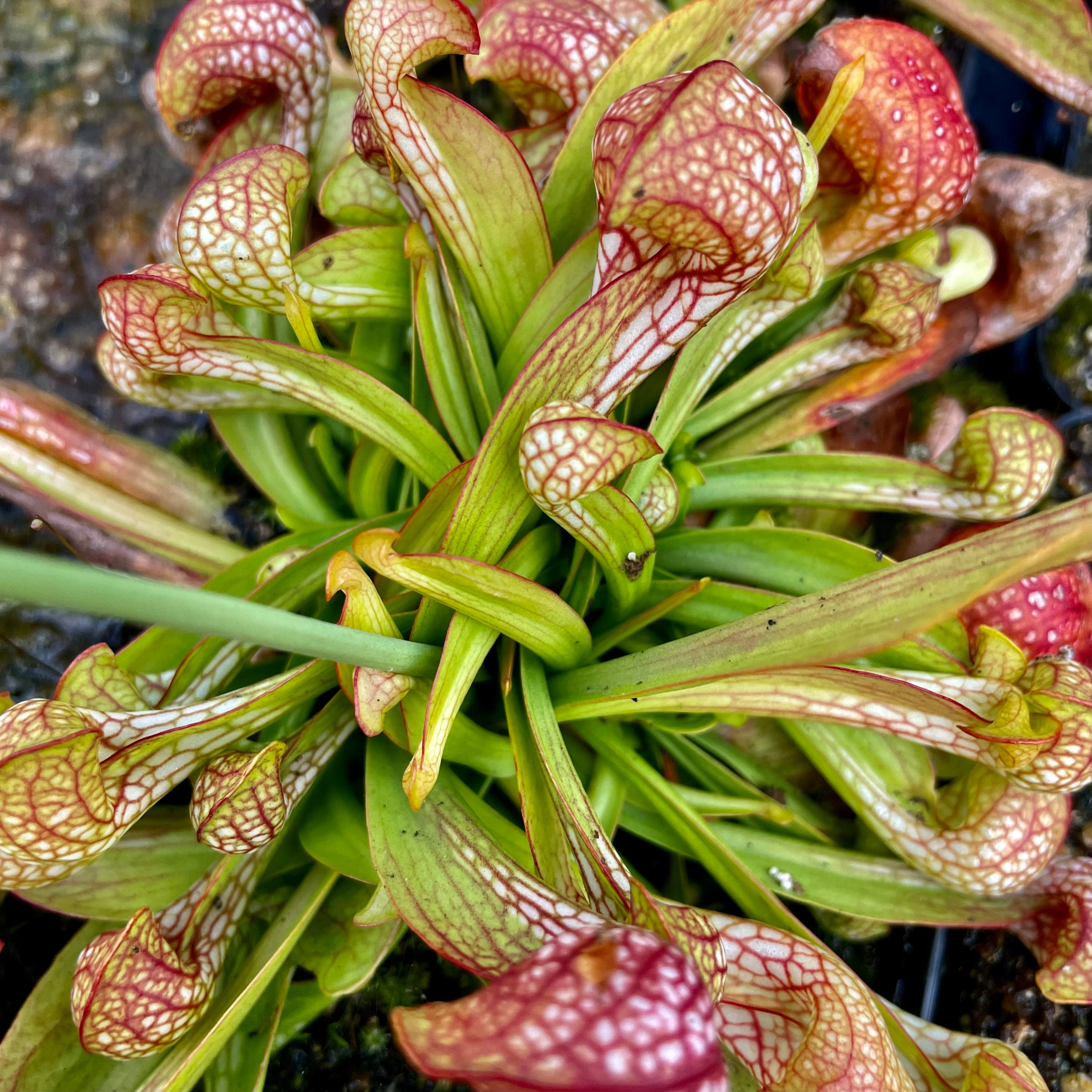 Sarracenia psittacina var. psittacina - Harrison Co., Mississippi