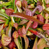 Sarracenia psittacina var. psittacina - Apalachicola, Franklin Co., Florida