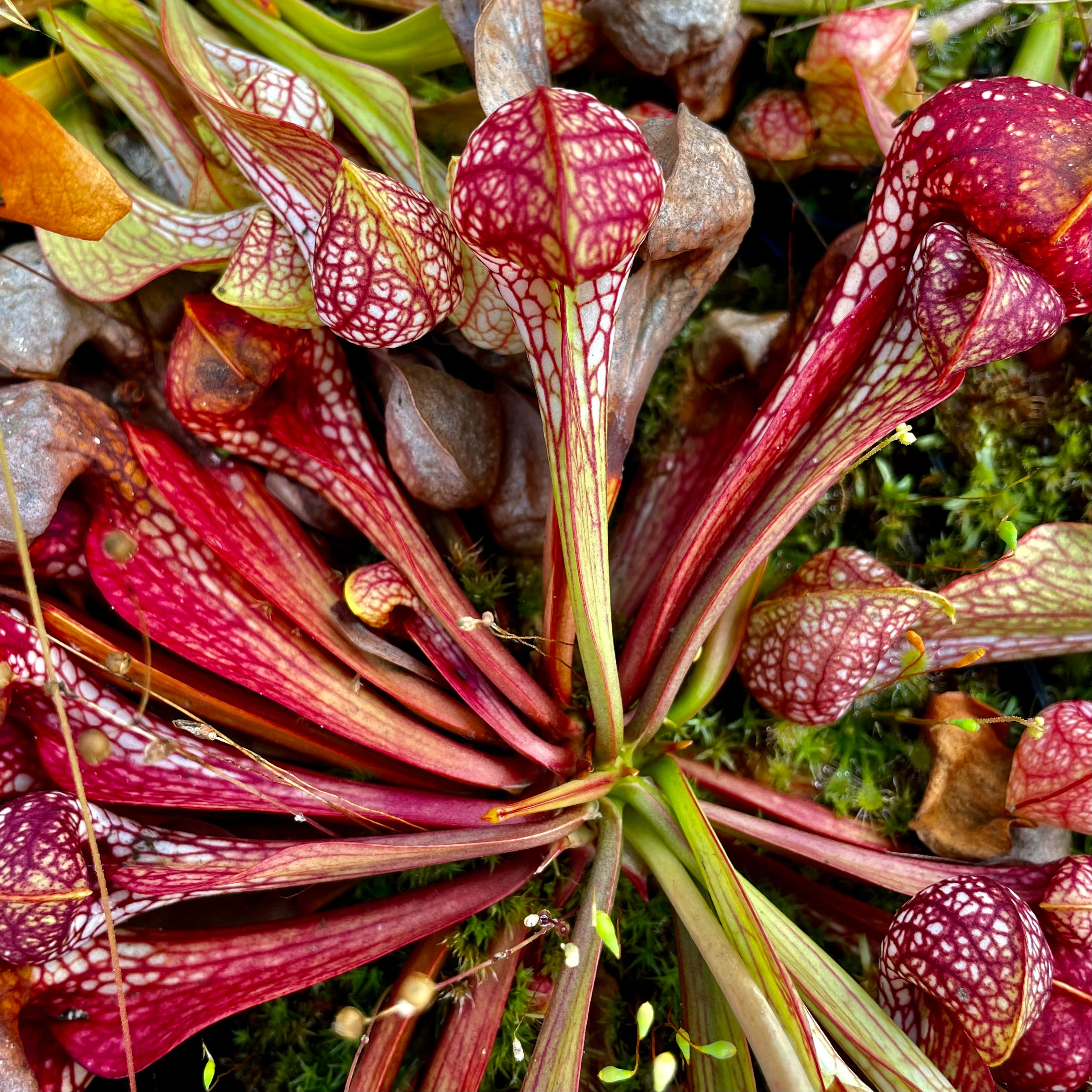 Sarracenia psittacina var. psittacina - Splinter Hill Bog, Baldwin Co., Alabama