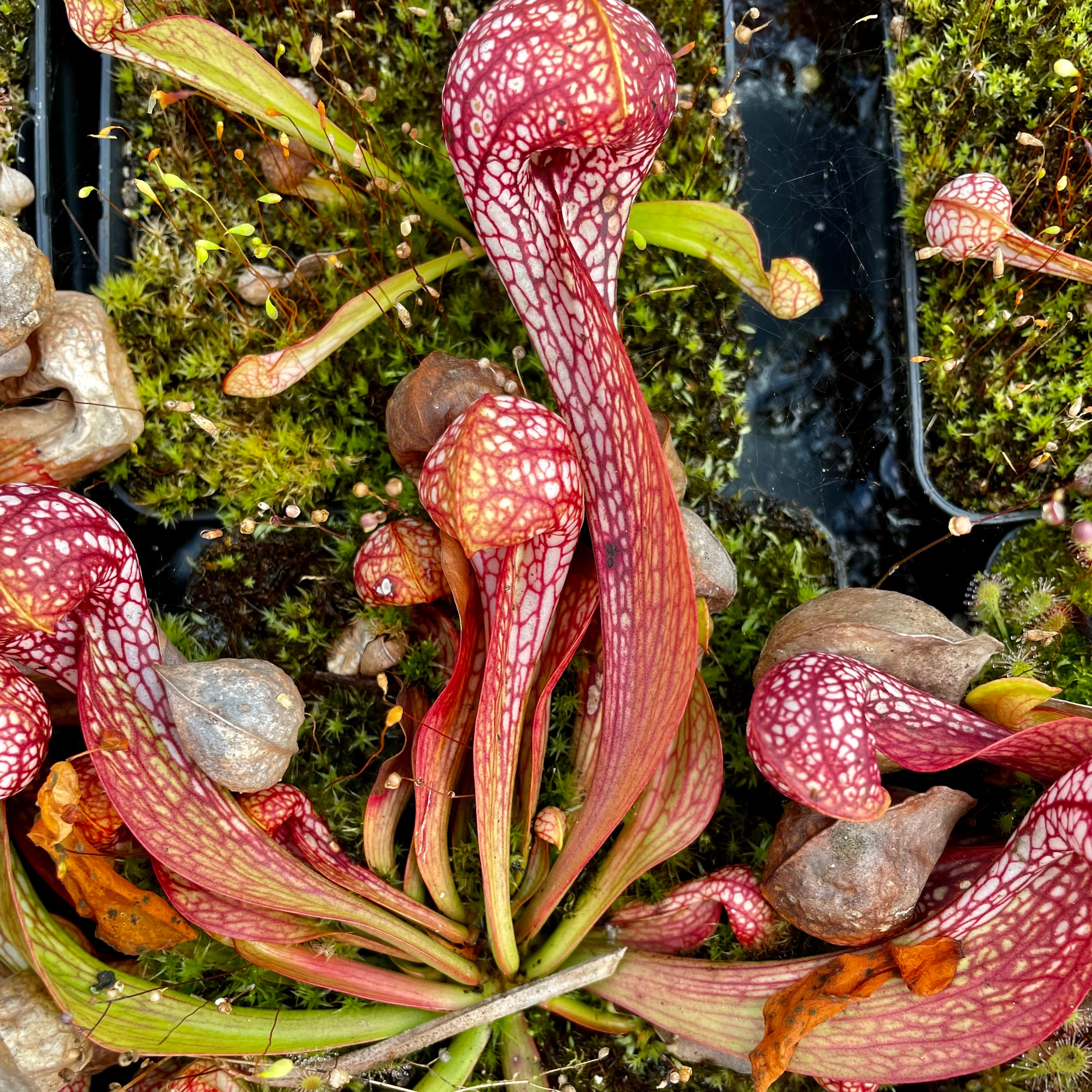 Sarracenia psittacina var. psittacina - Citronelle, Mobile Co., Alabama