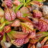 Sarracenia psittacina var. psittacina - Bear Lake, Blackwater State Forest, Florida