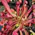 Sarracenia psittacina var. psittacina - Large Red Plant, Miramar Beach, Florida