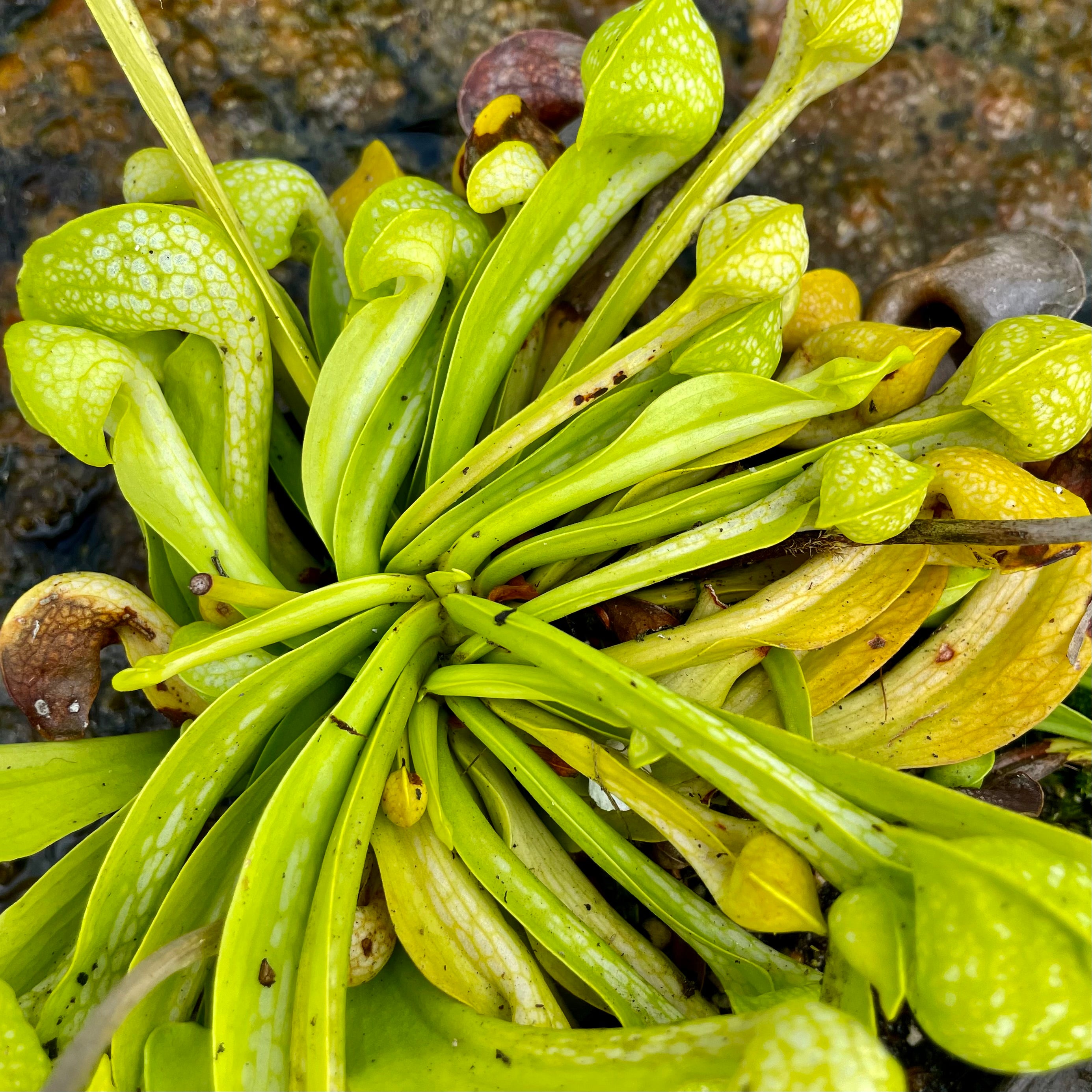 Sarracenia psittacina var. psittacina f. viridescens