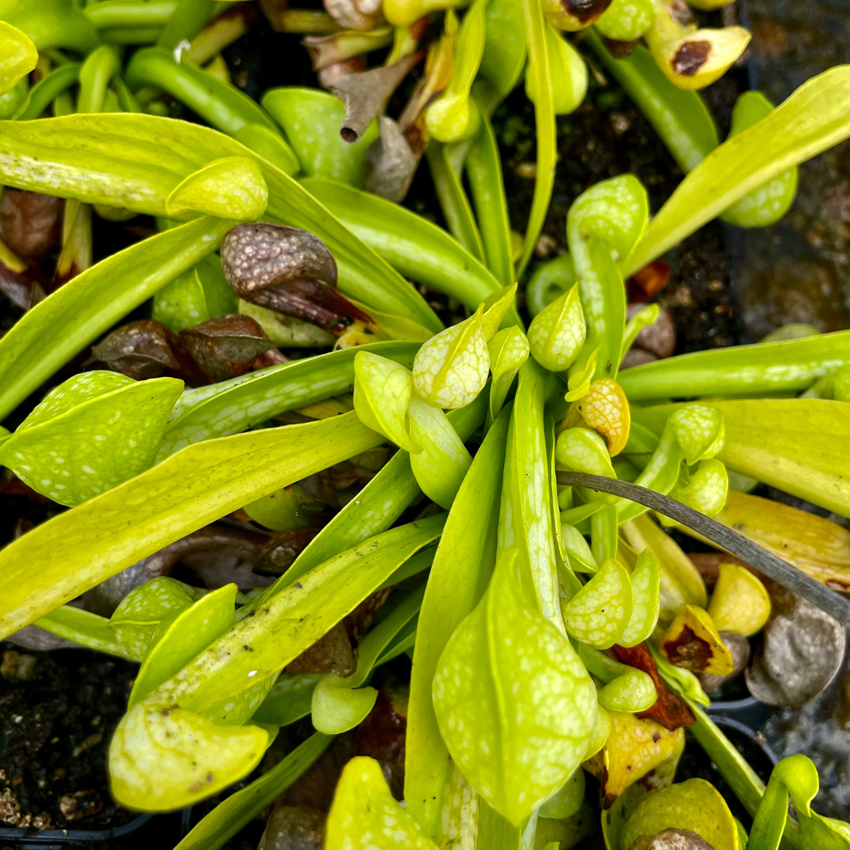 Sarracenia psittacina var. psittacina f. viridescens - Wewahitchka, Gulf Co., Florida