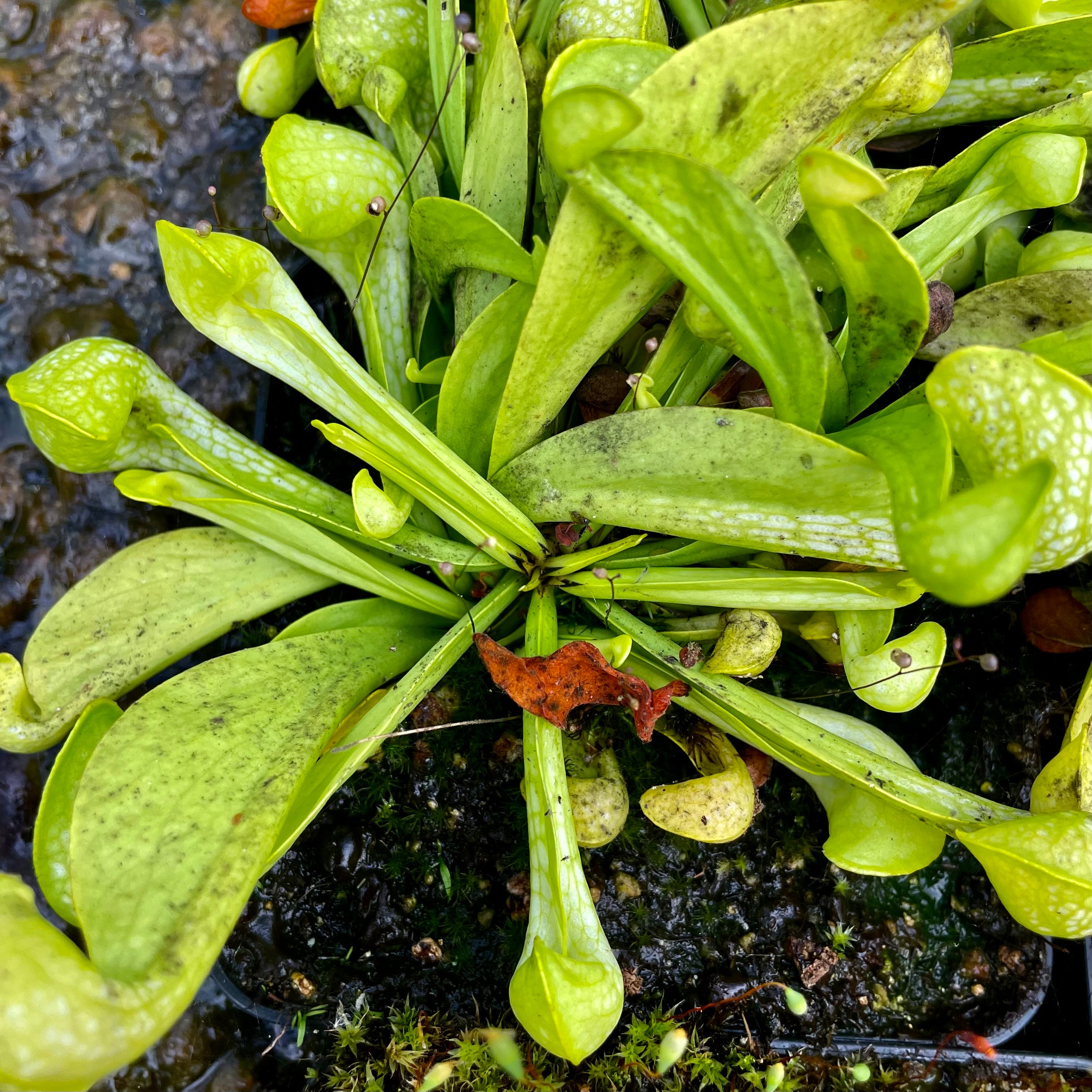 Sarracenia psittacina var. psittacina f. viridescens - Alabama