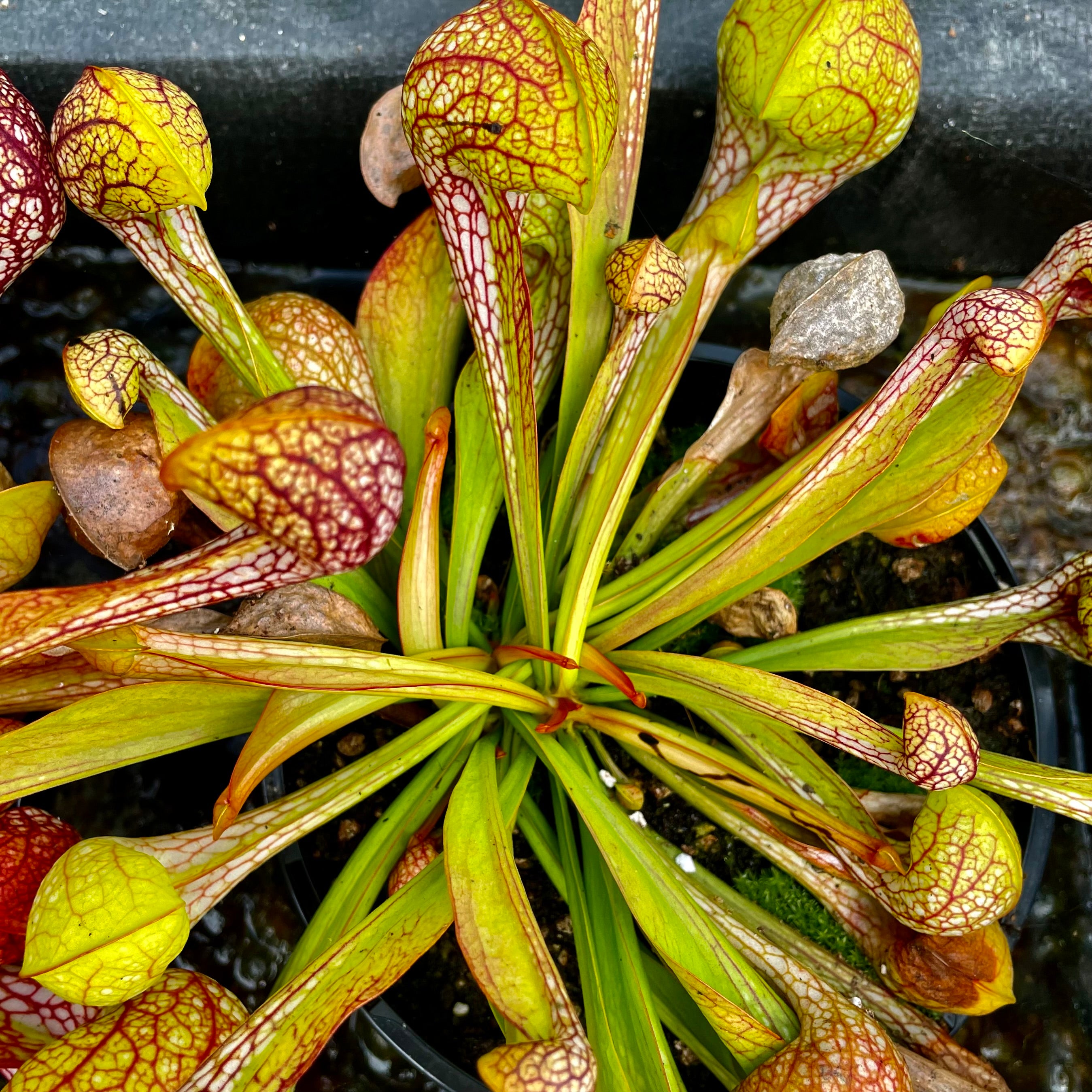 Sarracenia psittacina var. okefenokeensis - Okeefenokee Swamp, Georgia