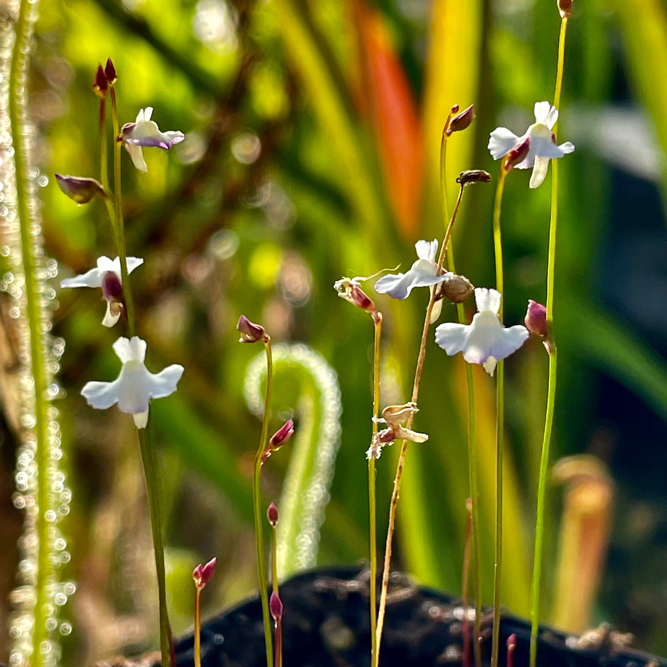 Utricularia rostrata - Brazil