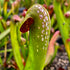 Sarracenia minor var. minor - Waycross, Ware Co., Georgia