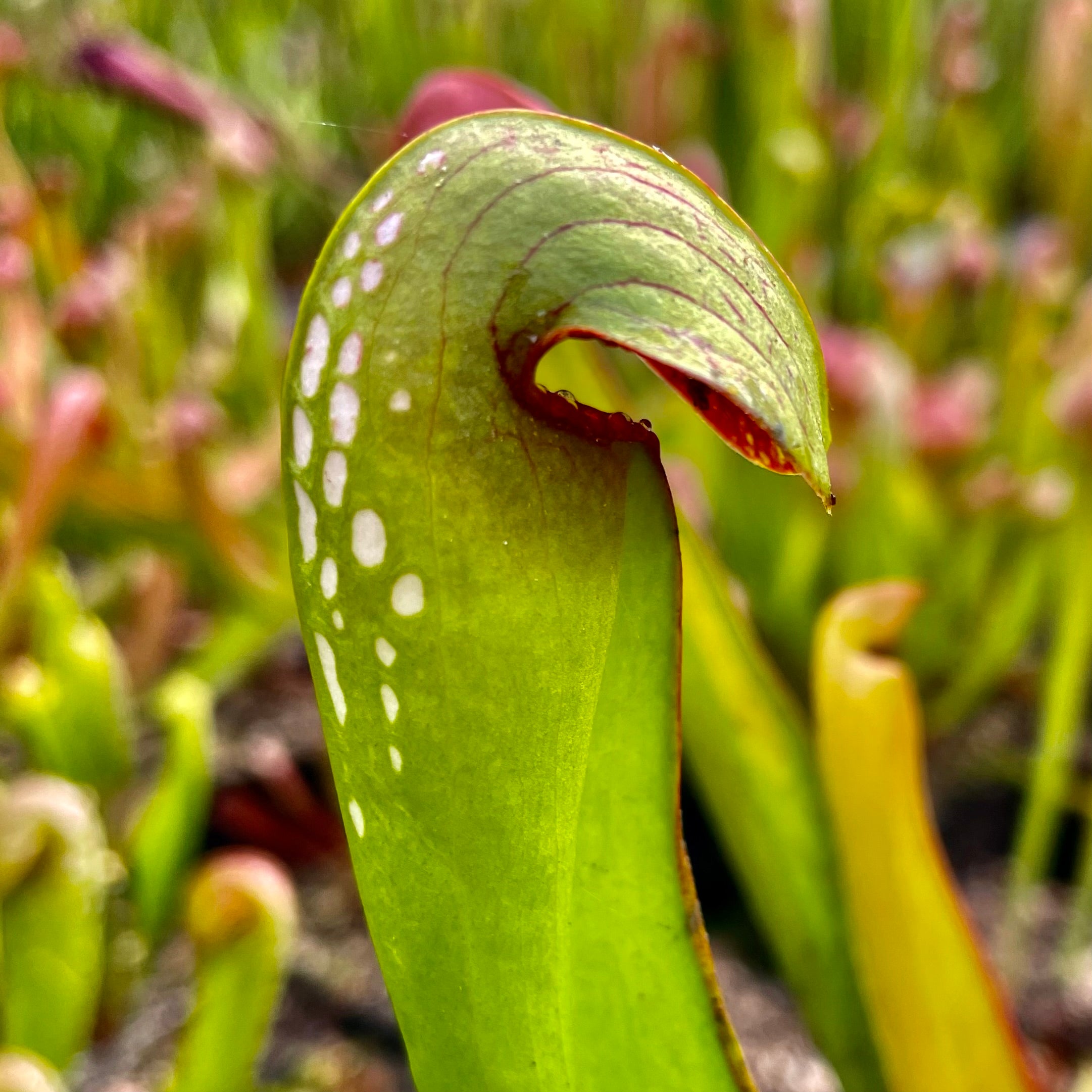 Sarracenia minor var. minor - Dorchester Co., South Carolina