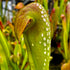 Sarracenia minor var. minor - Large Form, N. Florida