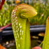 Sarracenia minor var. minor - Green Form, Fargo, Clinch Co., Georgia