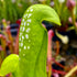 Sarracenia minor f. viridescens