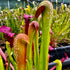 Sarracenia minor var. okeefenokeensis Large Sized Plant