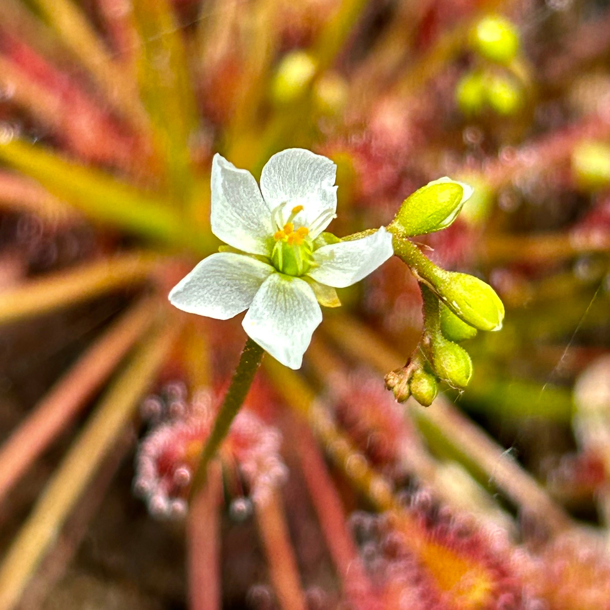 Drosera intermedia