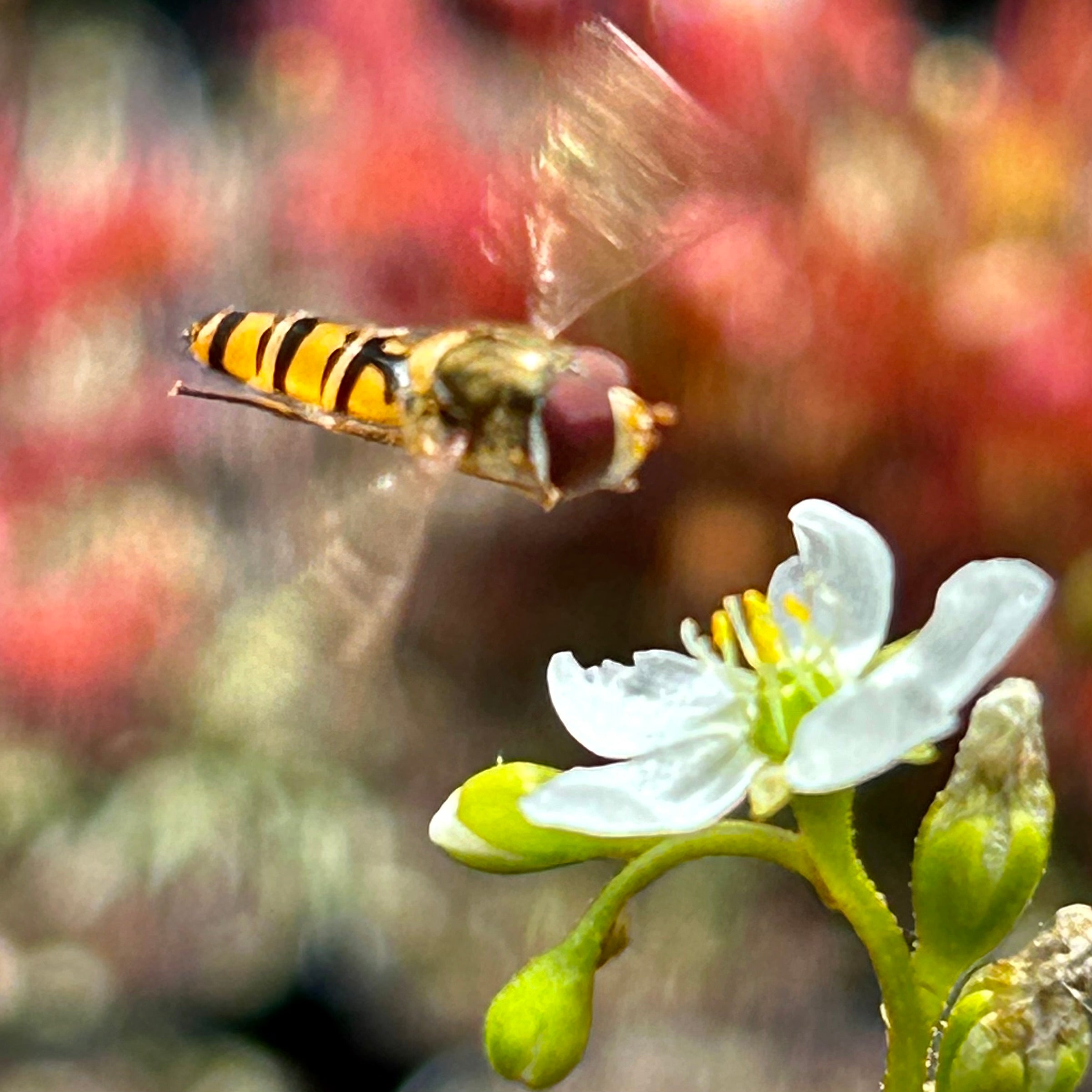 Drosera intermedia