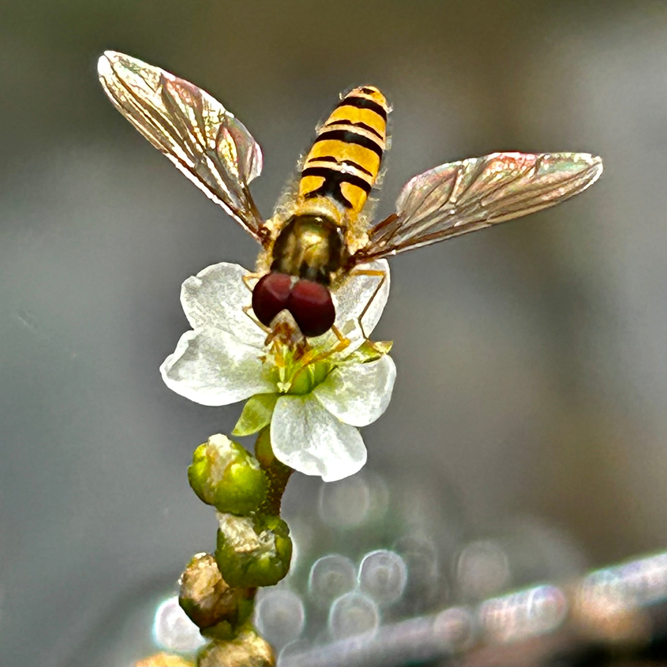 Drosera intermedia