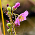 Drosera filiformis var. floridana - Florida