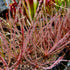 Drosera filiformis var. floridana - Florida