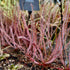 Drosera filiformis var. floridana - Florida