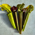 Sarracenia rubra Collection