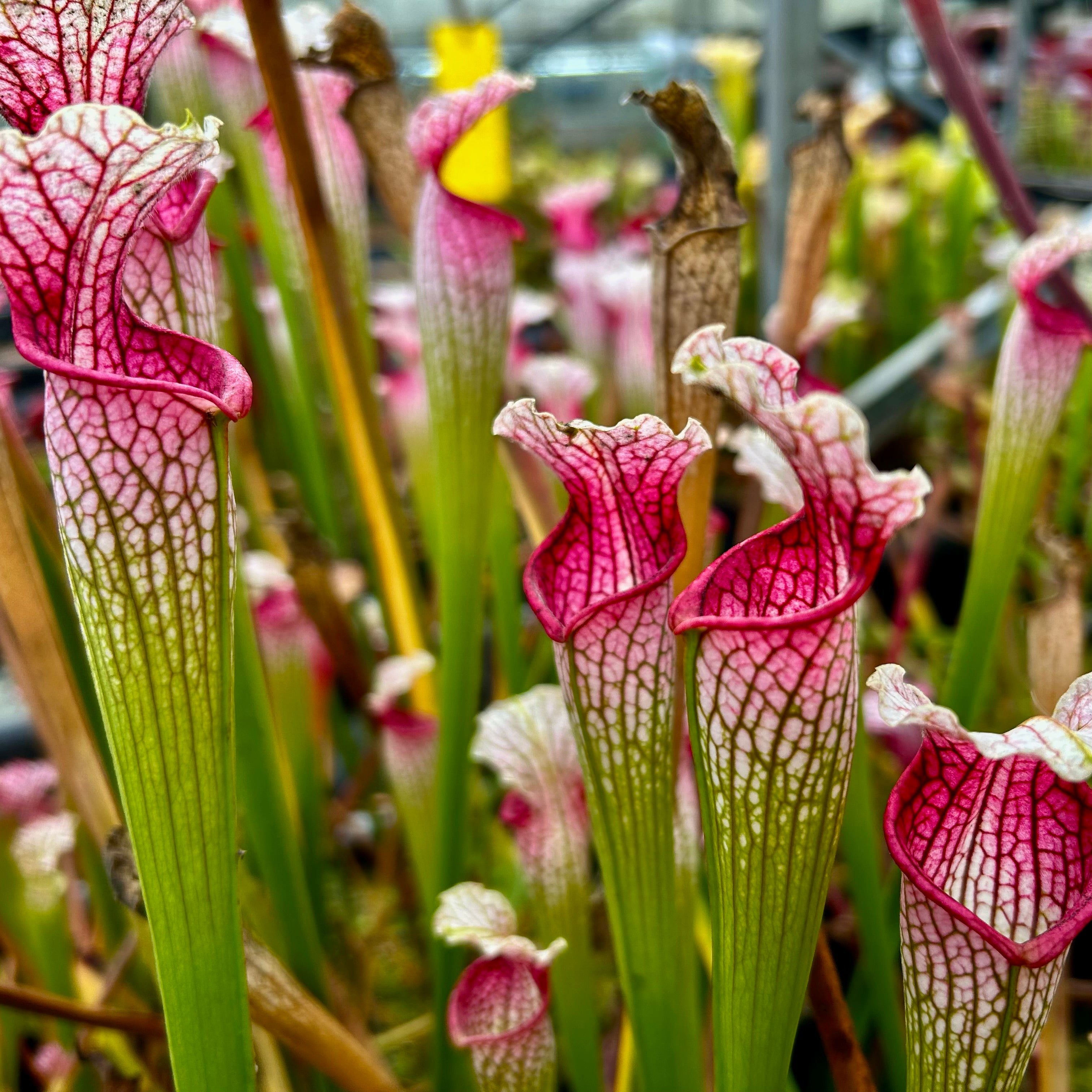 Sarracenia leucophylla var. leucophylla - White Topped, Purple Veins, Yellow Flower, Russell Road, Russell Co., Alabama