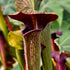 Sarracenia alata var. nigropurpurea - Dark Maroon Interior, DeSoto, Stone Co., Mississippi