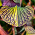 Sarracenia alata var. nigropurpurea - Dark Maroon Interior, DeSoto, Stone Co., Mississippi