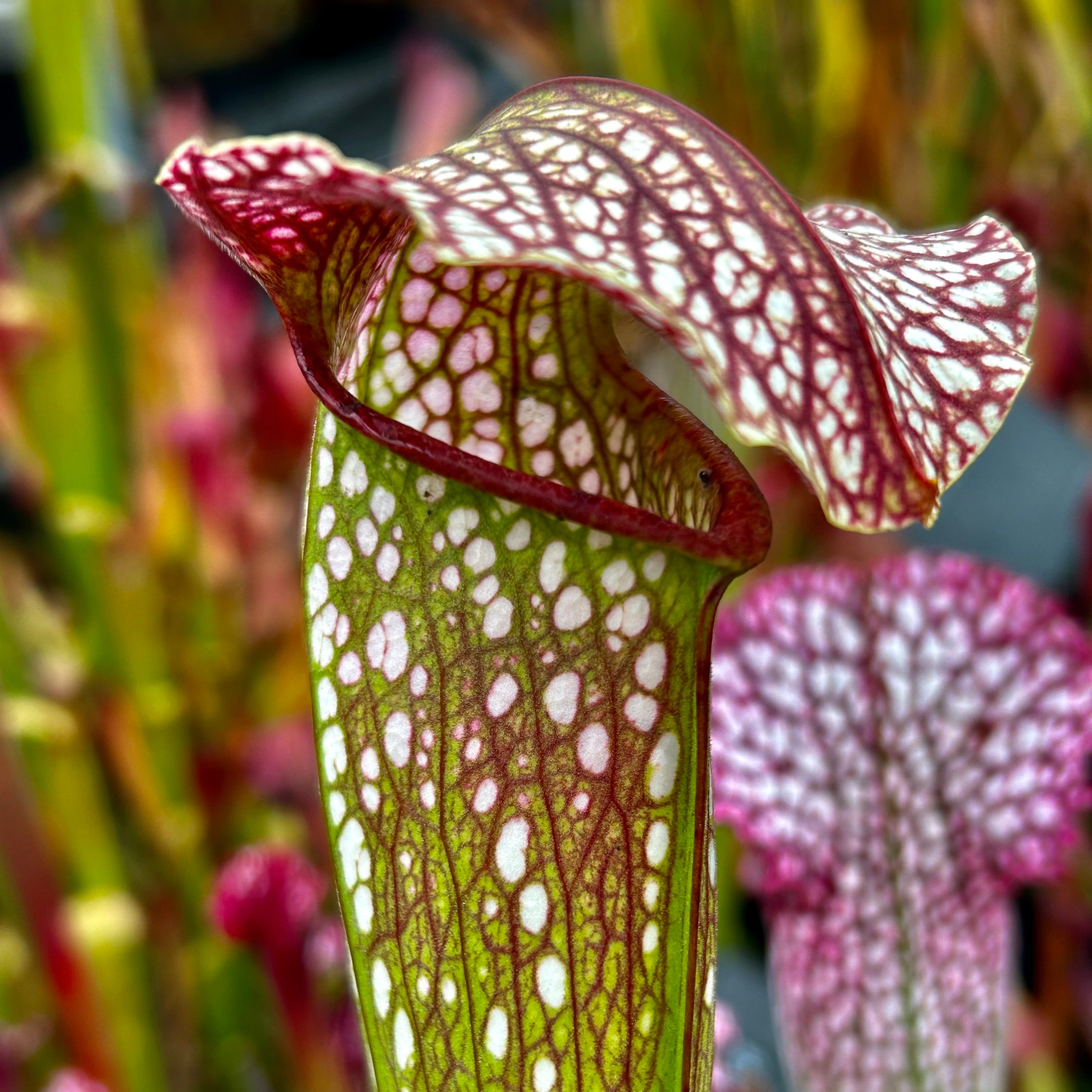 Sarracenia x excellens - minor x leucophylla