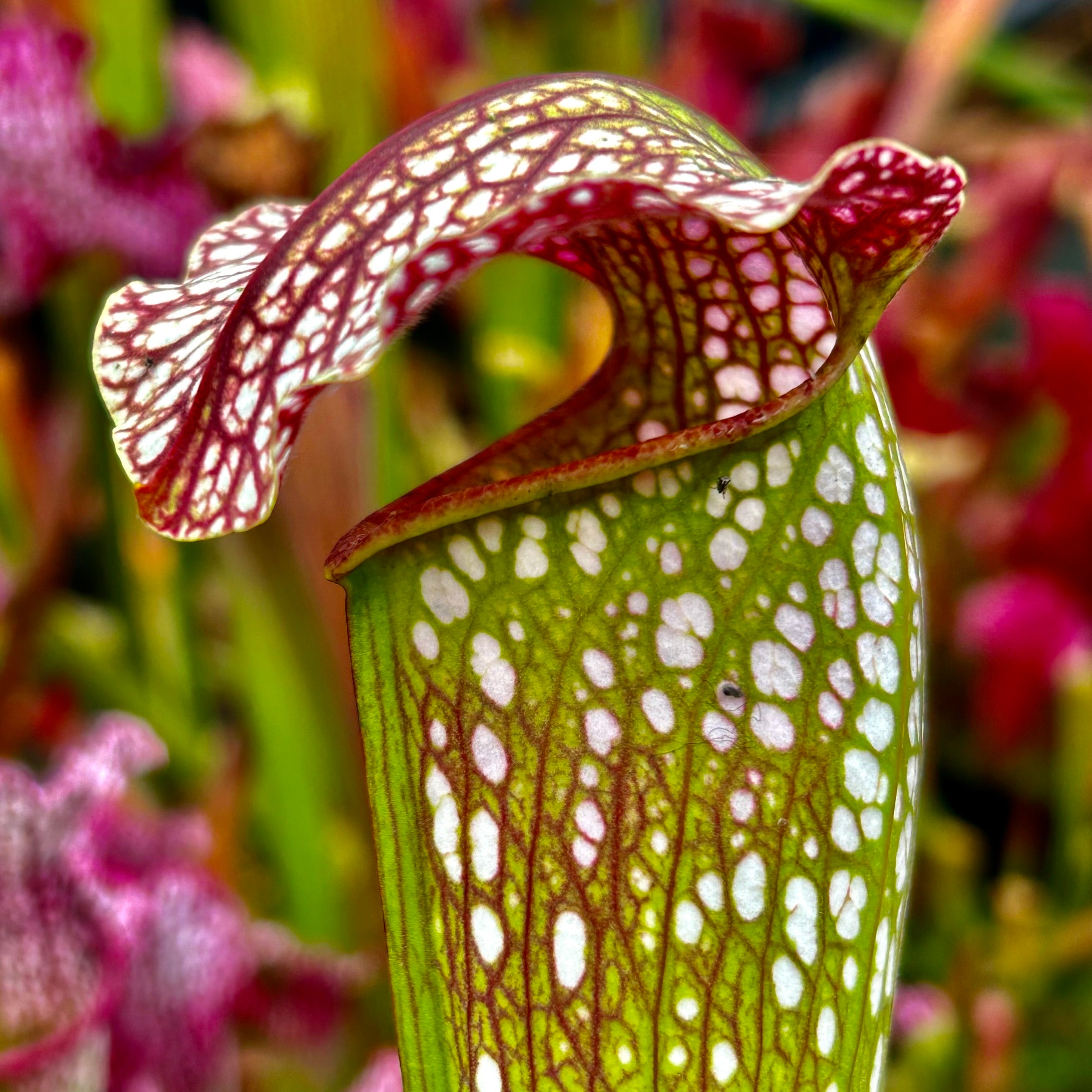 Sarracenia x excellens - minor x leucophylla