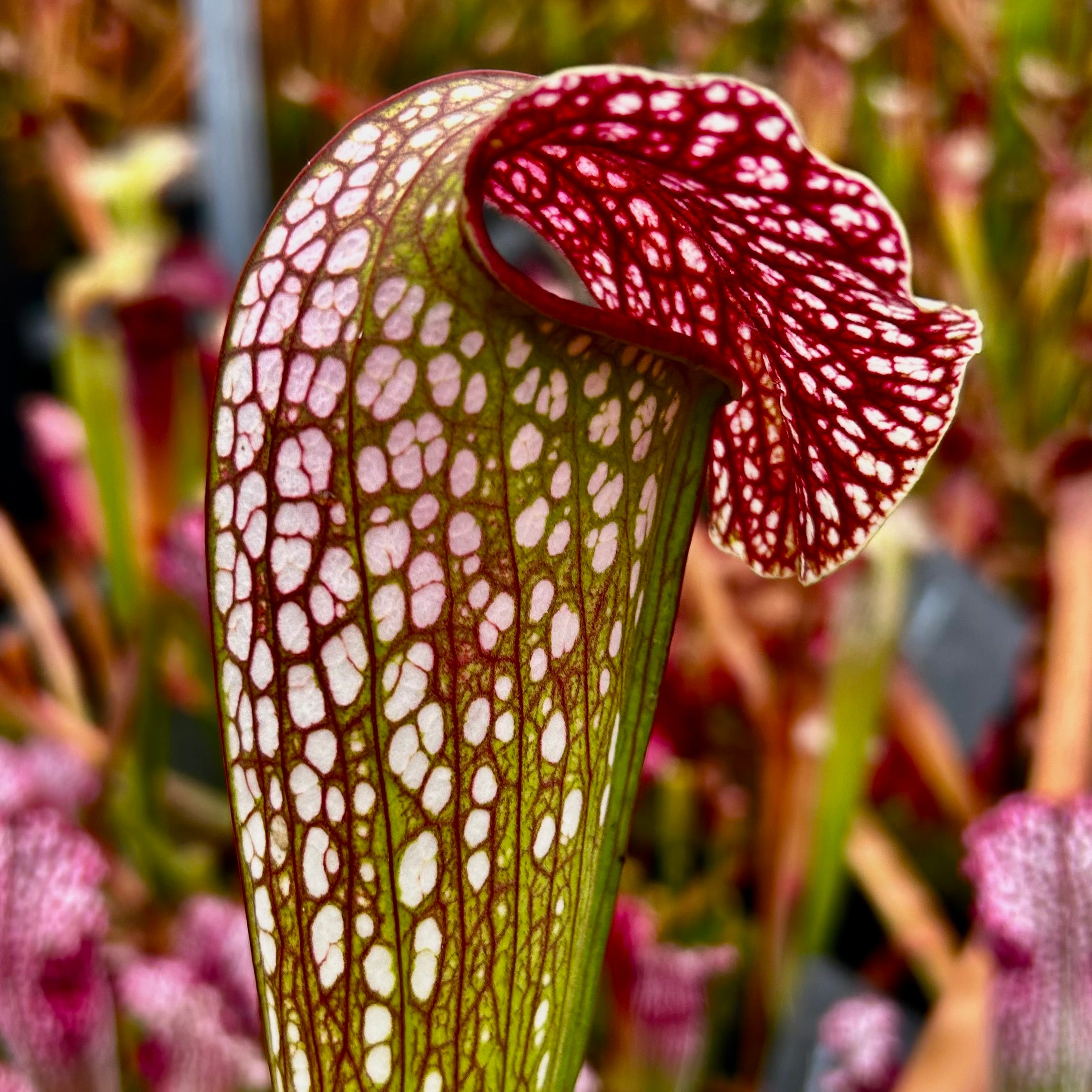 Sarracenia x excellens - minor x leucophylla