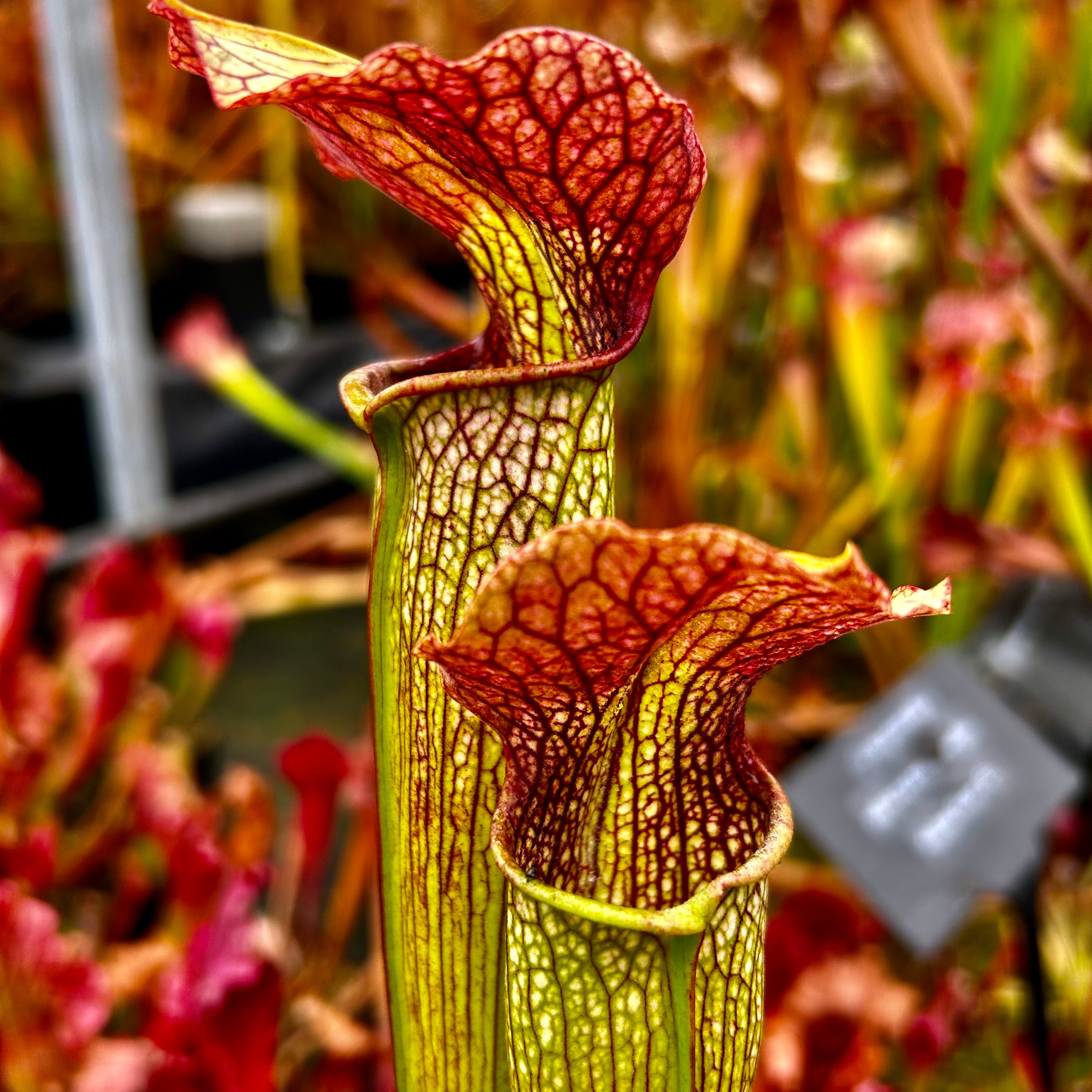 Sarracenia x areolata - leucophylla x alata ‘red lid’