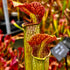 Sarracenia x areolata - leucophylla x alata ‘red lid’