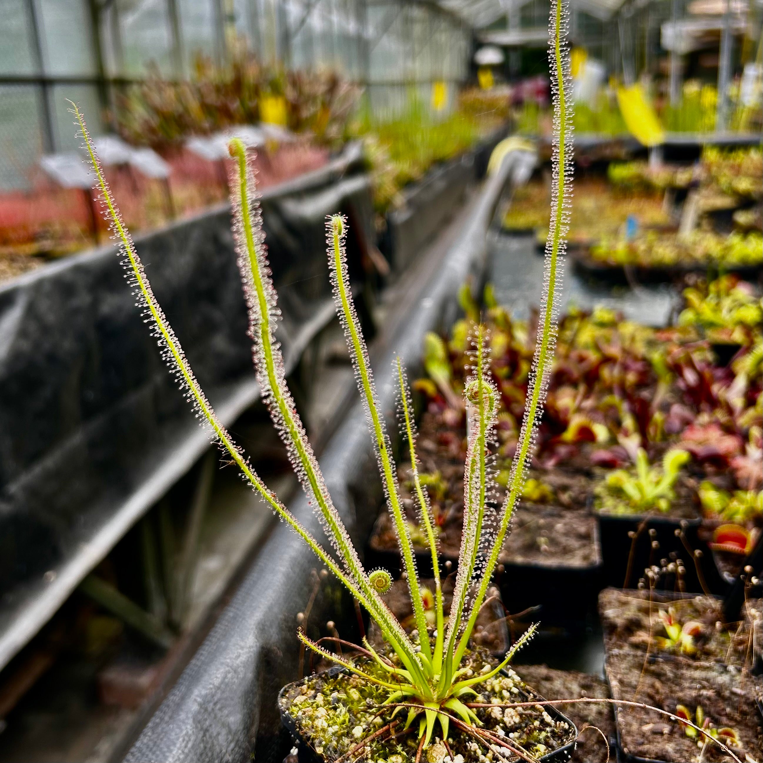 Drosera filiformis var. filiformis - Florida Giant