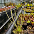 Drosera filiformis var. filiformis - Florida Giant