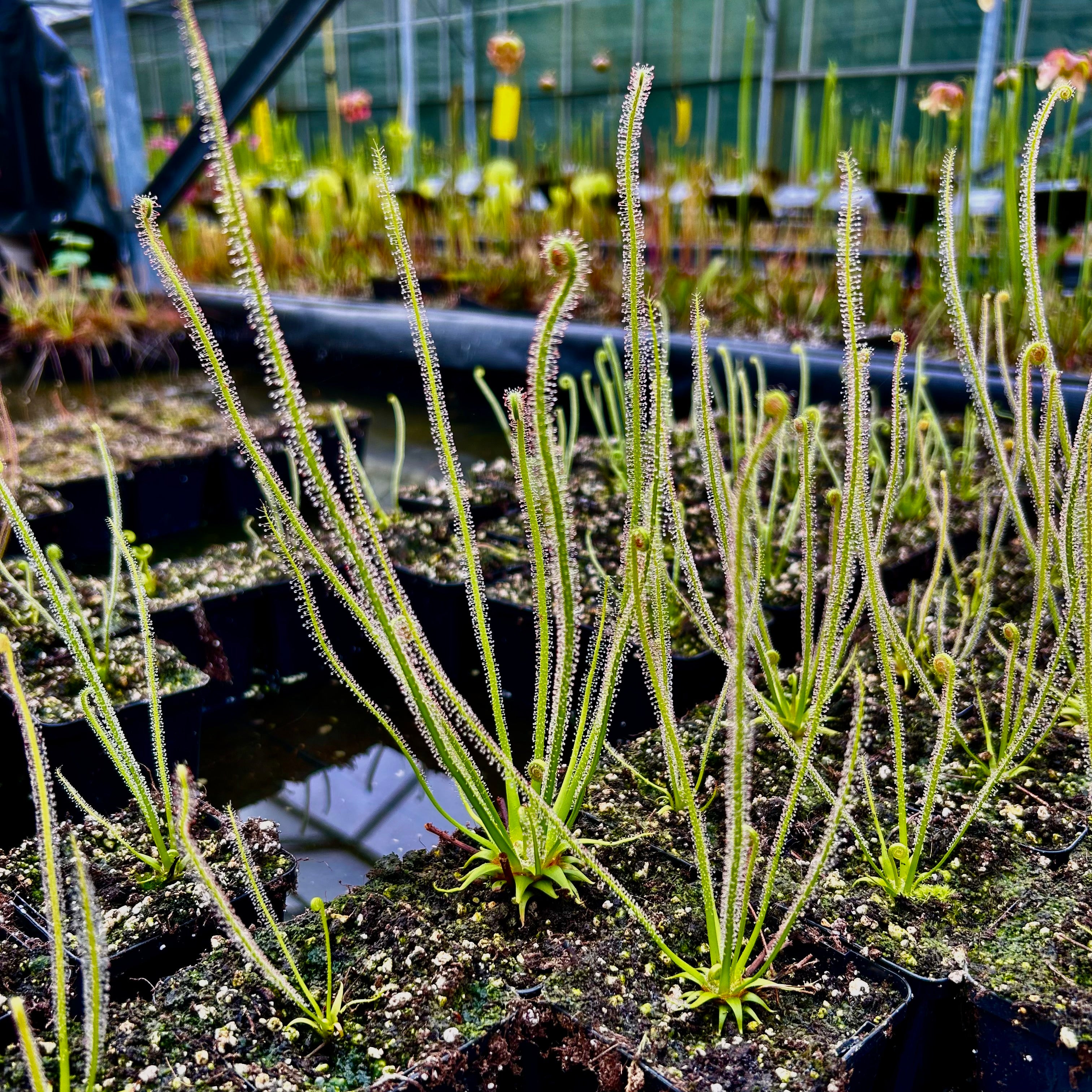 Drosera x ‘Californian Sunset’