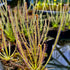 Drosera filiformis var. filiformis – North America