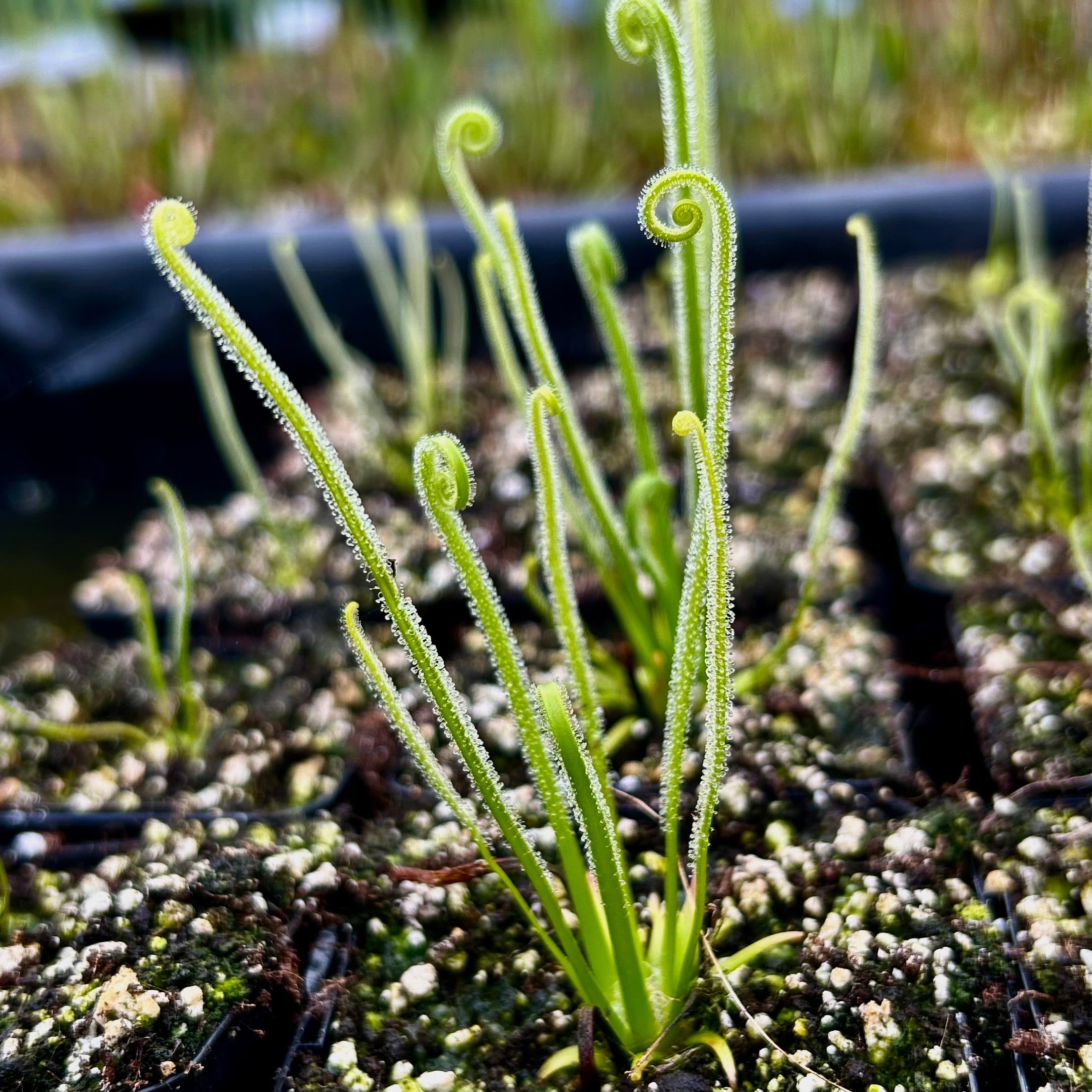 Drosera tracyi - North America