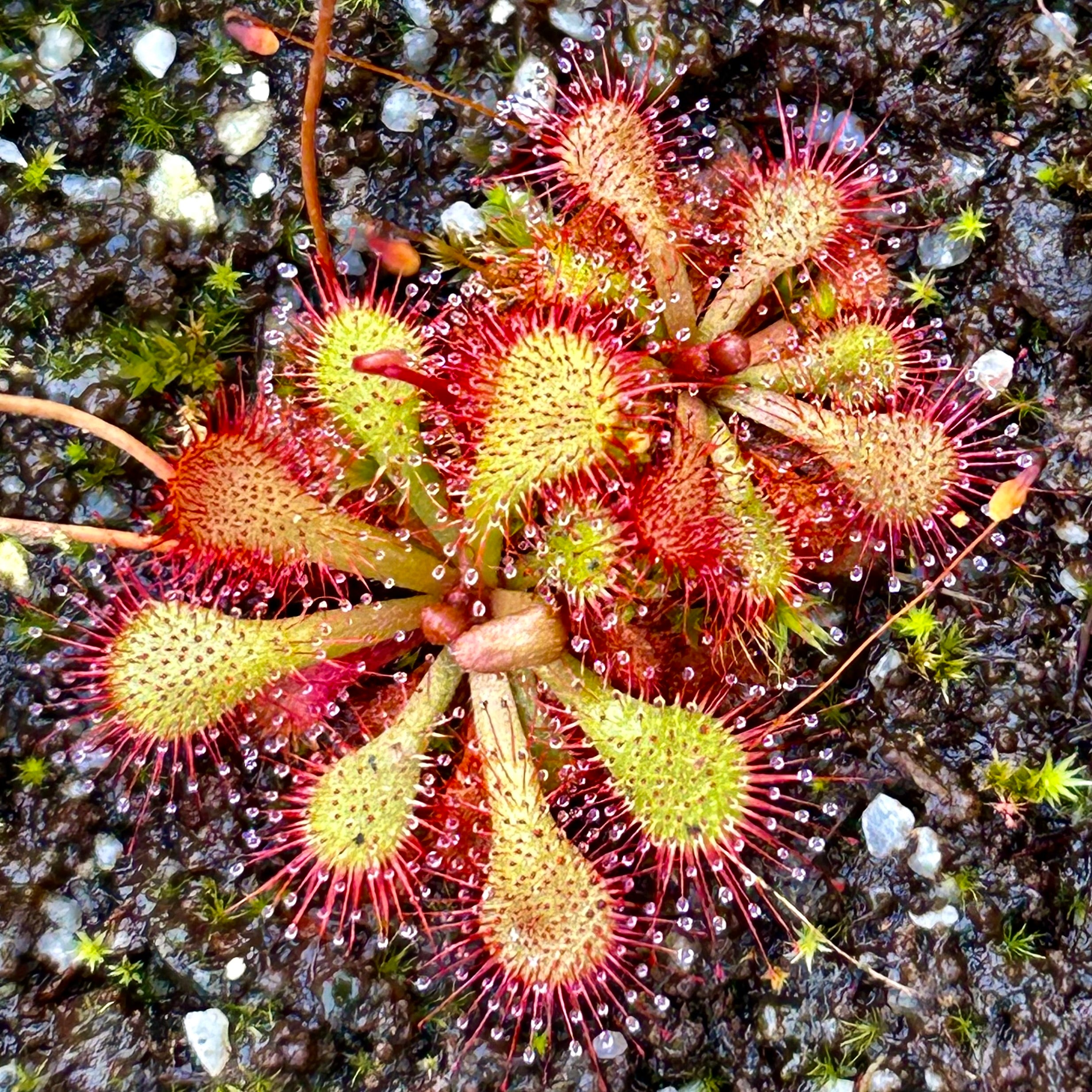 Drosera natalensis - South Africa