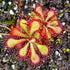 Drosera natalensis - South Africa