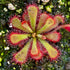 Drosera aliciae - Tsitsikamma National Park, Southern Cape