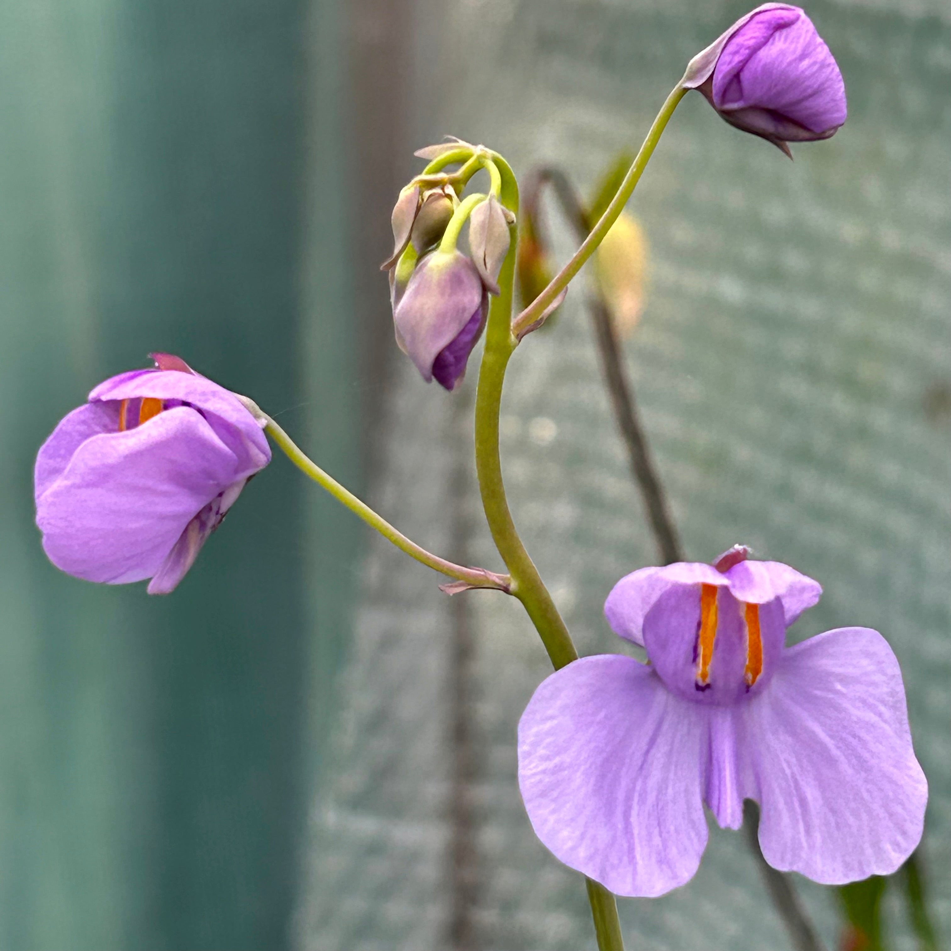 Utricularia reniformis - Brazil