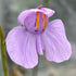 Utricularia reniformis - Brazil