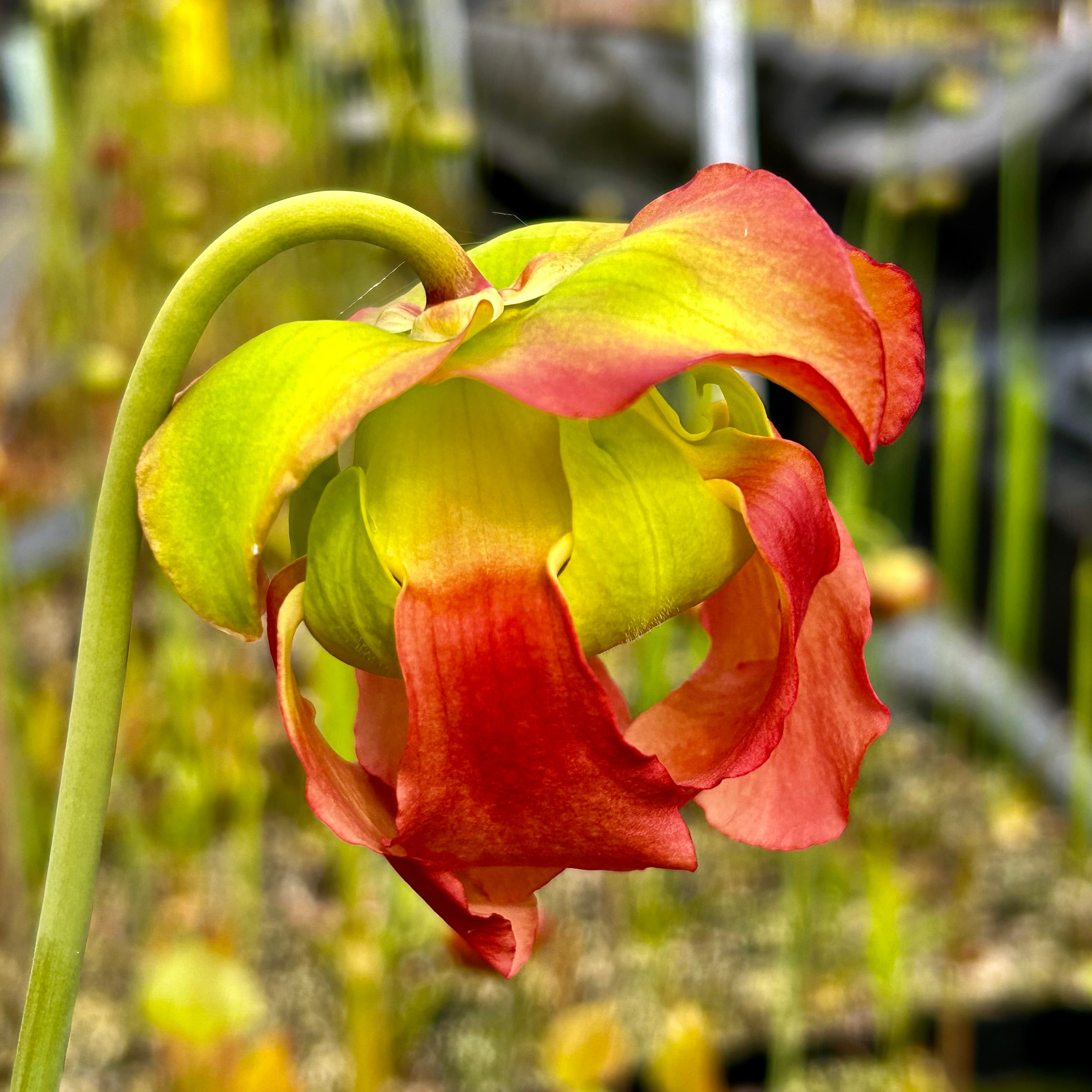 Sarracenia x catesbaei - Giant