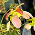 Sarracenia x exornata 'Peaches & Cream'