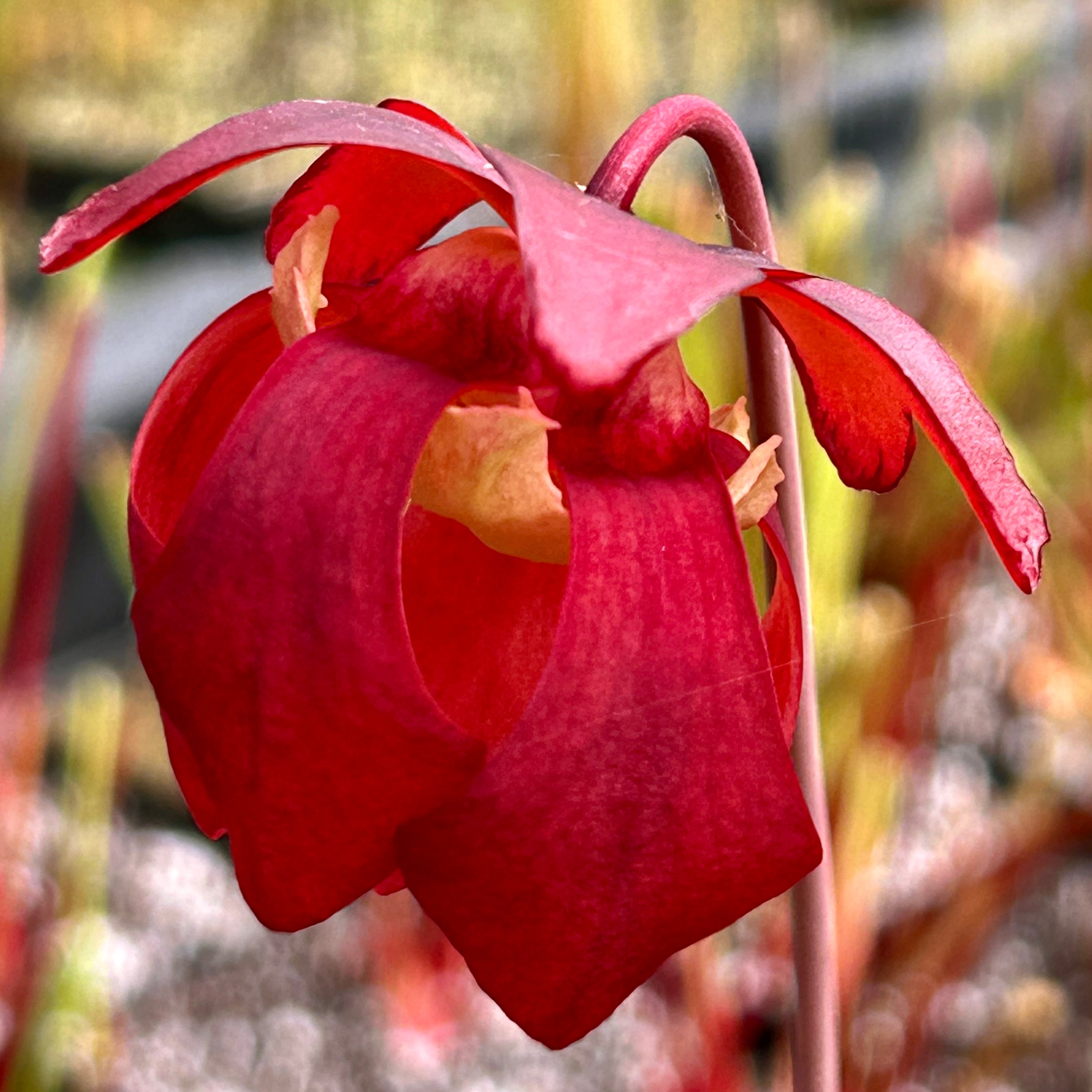 Sarracenia psittacina var. okefenokeensis - Okeefenokee Swamp, Georgia