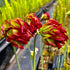 Sarracenia leucophylla var. leucophylla - cv. Tarnok'